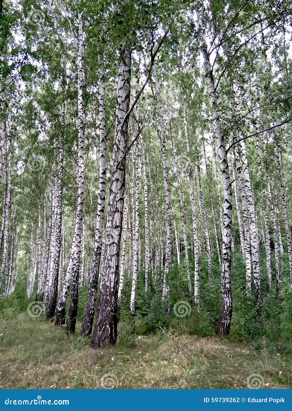 Birch Grove stock photo. Image of birch, grove, year 59739262