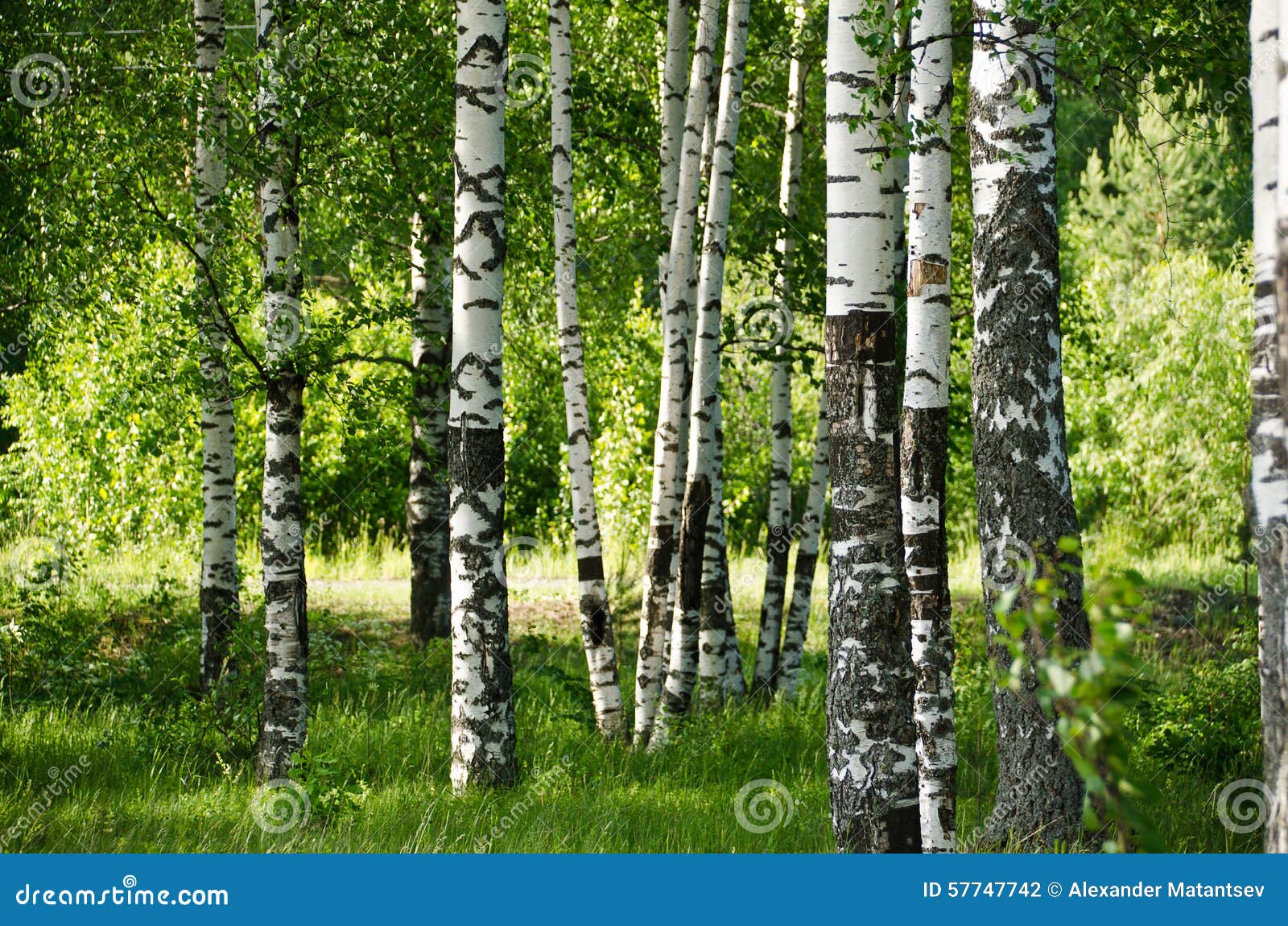 Birch grove stock photo. Image of life, black, outdoors 57747742