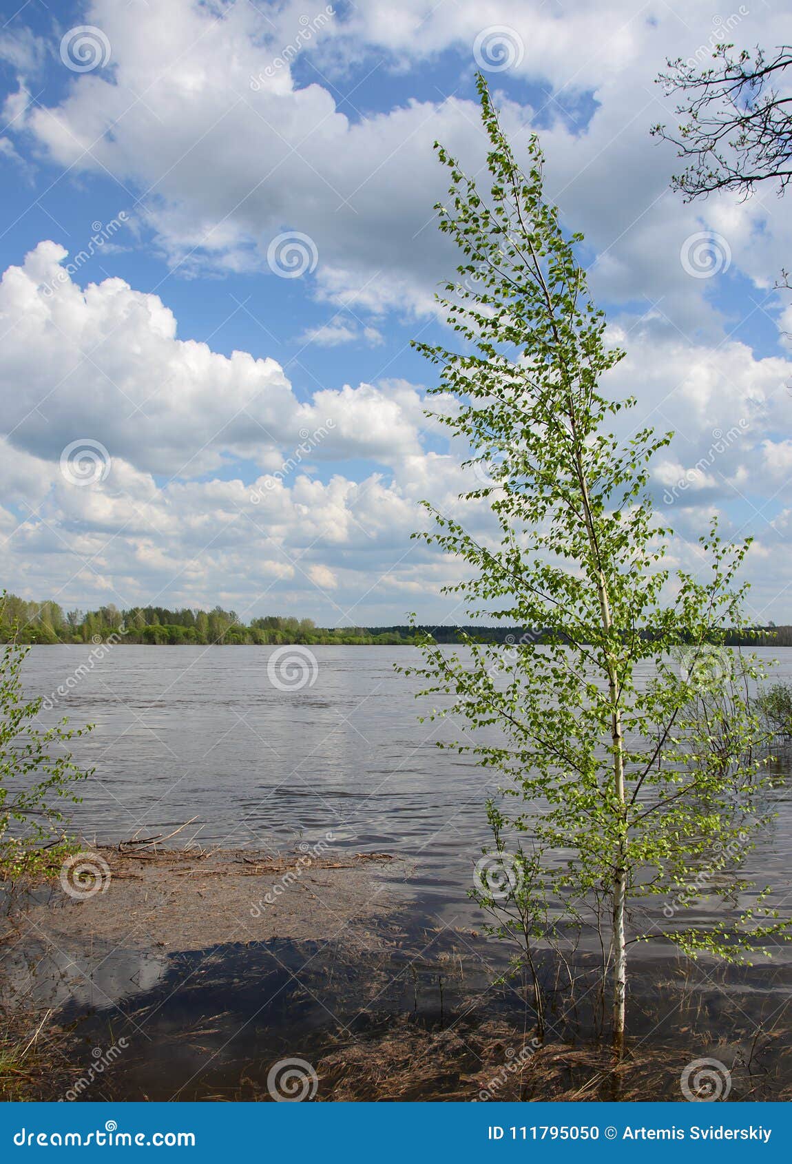 Birch Growing in the Water of the River Flooded during the Spring High
