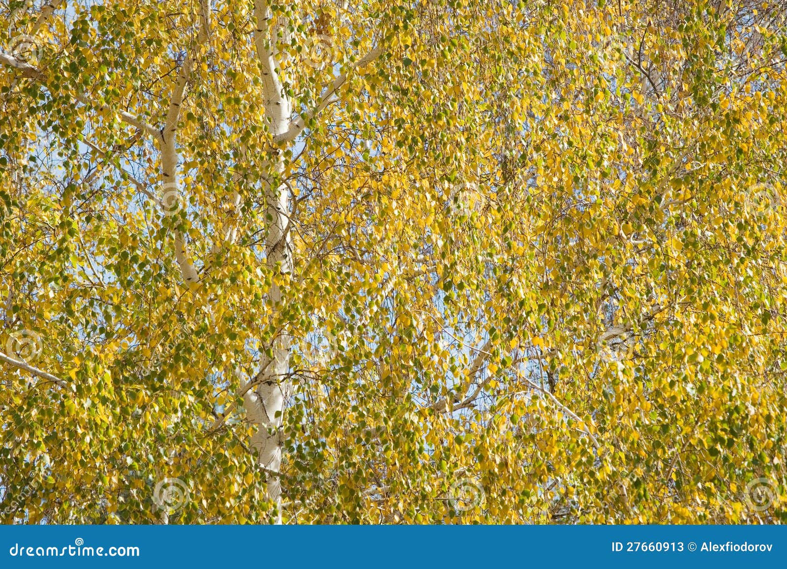 birch leafage background.