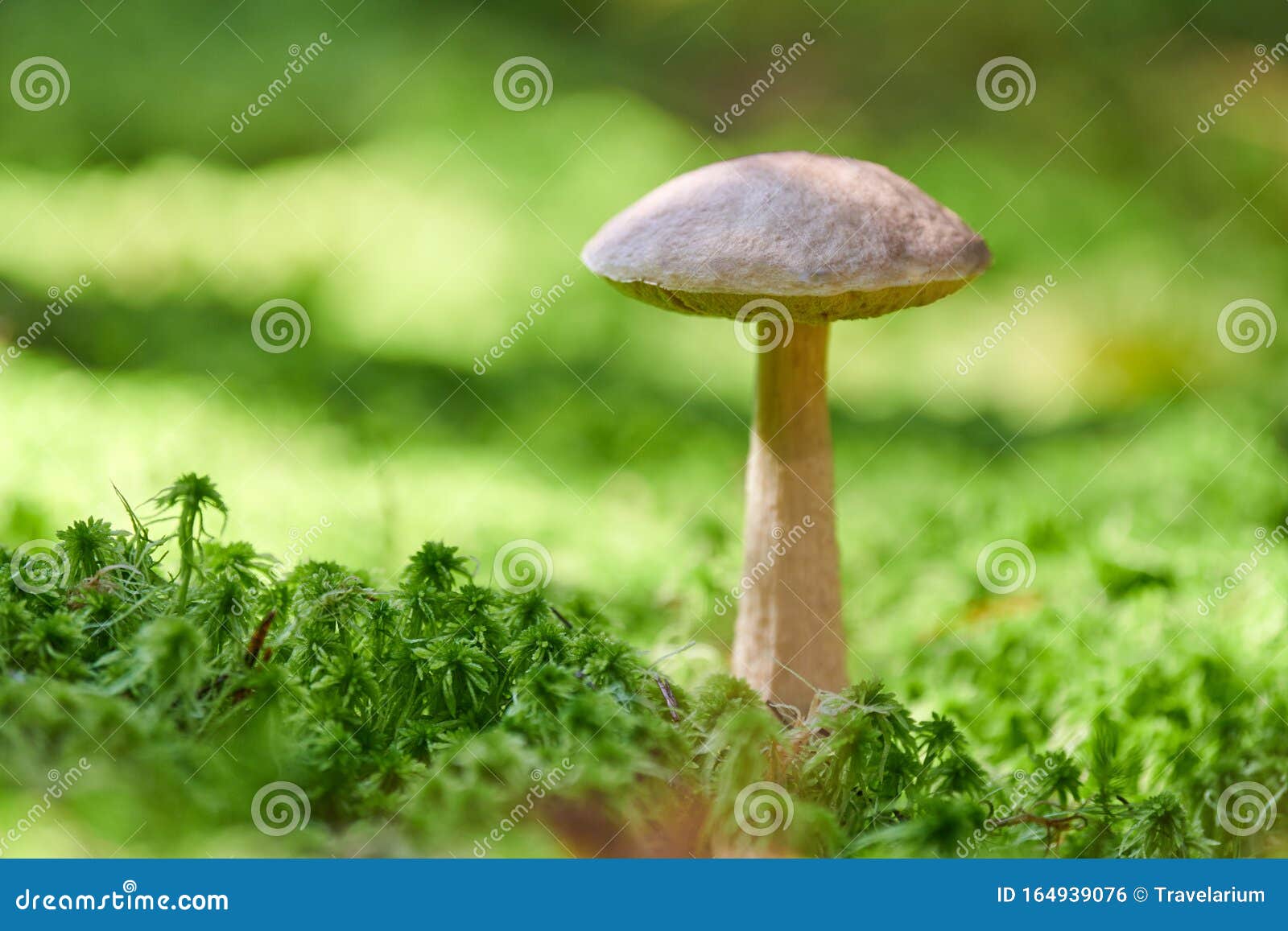 Birch Mushroom, Copy Space. Edible Fungus Growing in Moss. White Bog ...