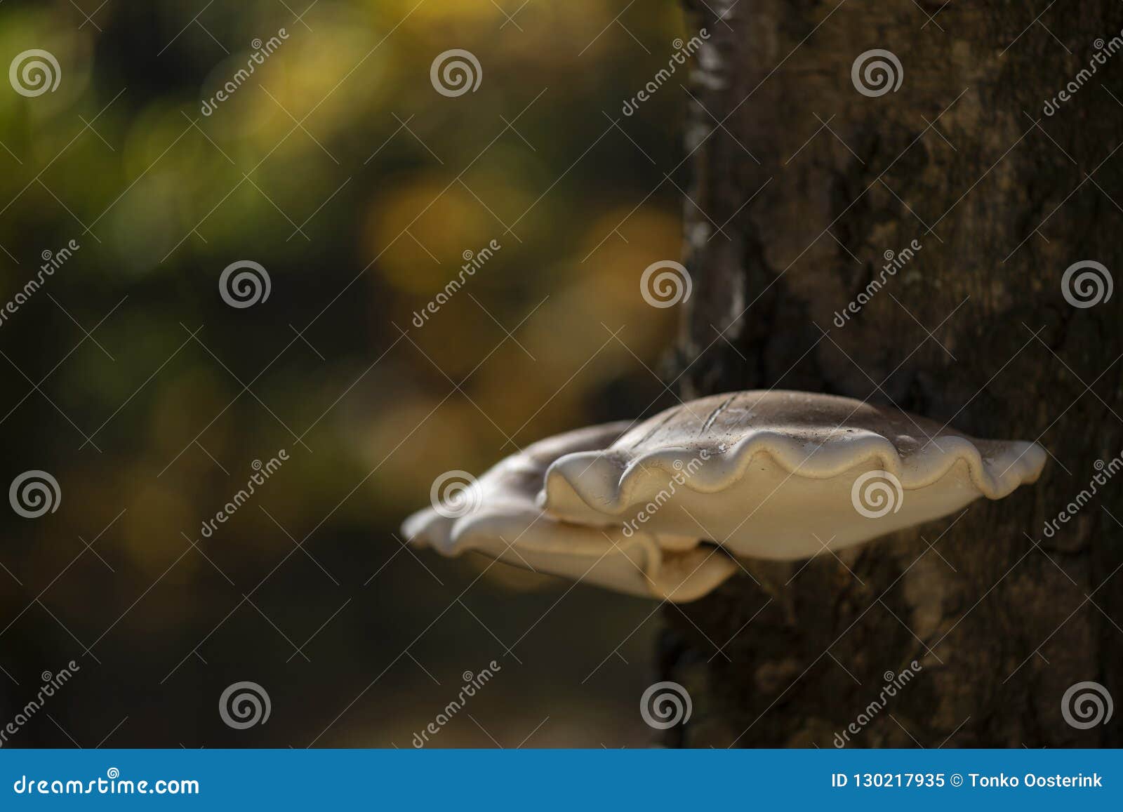 birch mushroom piptoporus betulinus