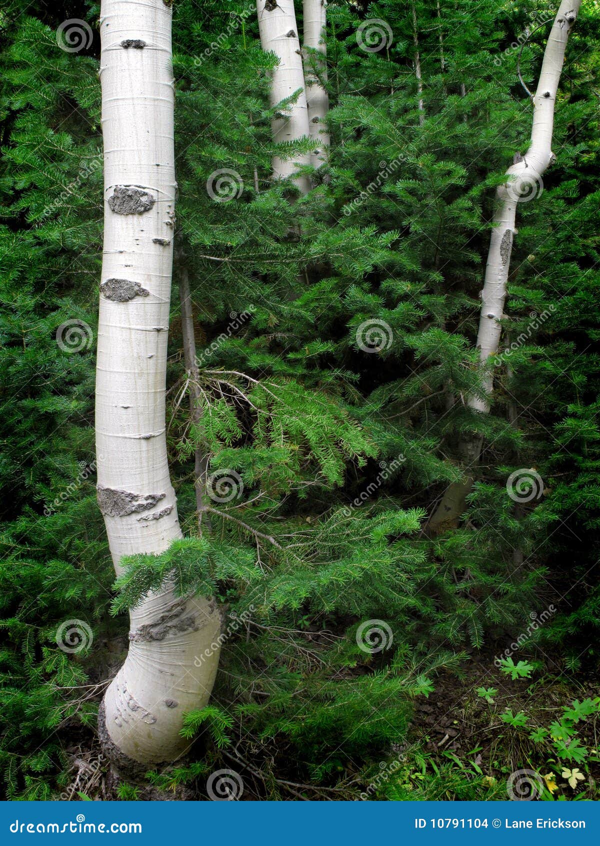 Birch and Pine Trees stock photo. Image of bright, colour 10791104