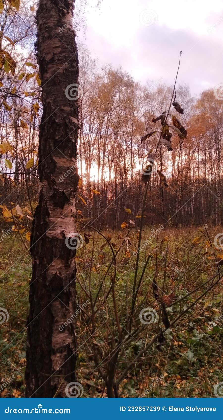 Birch and a Plant with Dry Leaves and a Field in the Background Stock