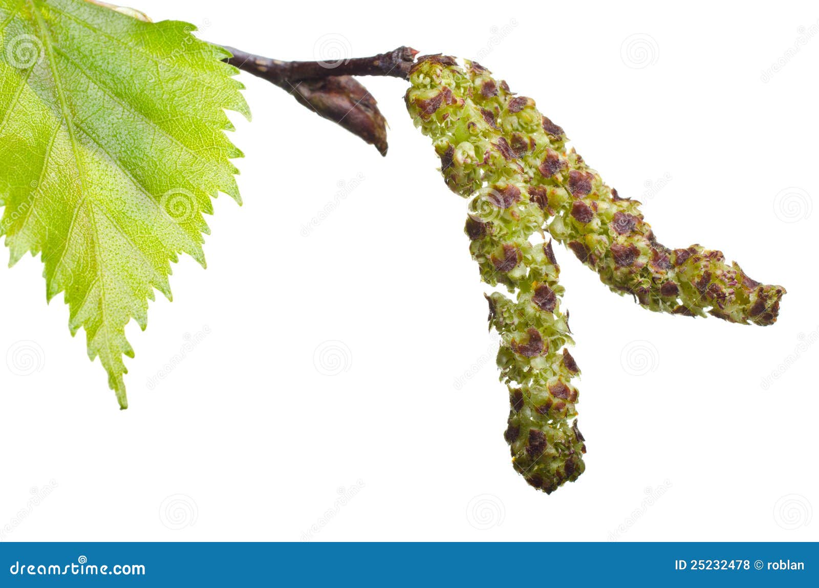 Birch Pollen Royalty Free Stock Photos Image 25232478