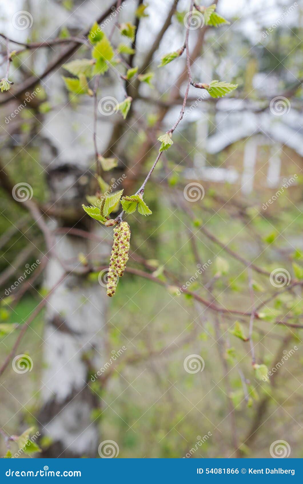 Birch pollen stock photo. Image of blossom, cutout, botany 54081866
