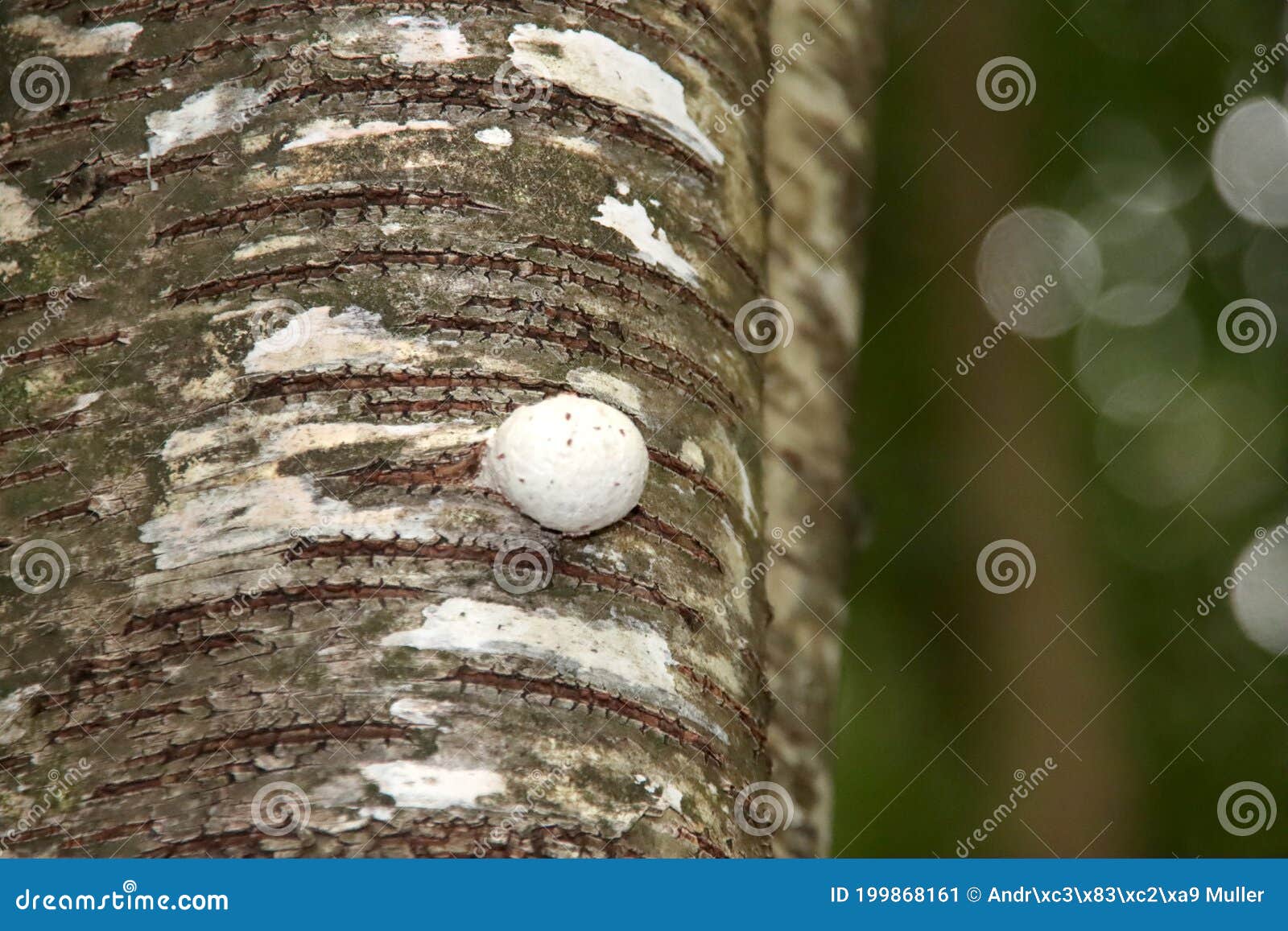 birch polypore, birch bracket, or razor strop on a birch tree