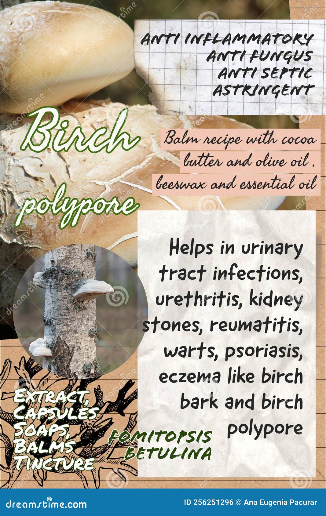 Birch Polypore Herbalist Notebook Page Idea Stock Photo Image of