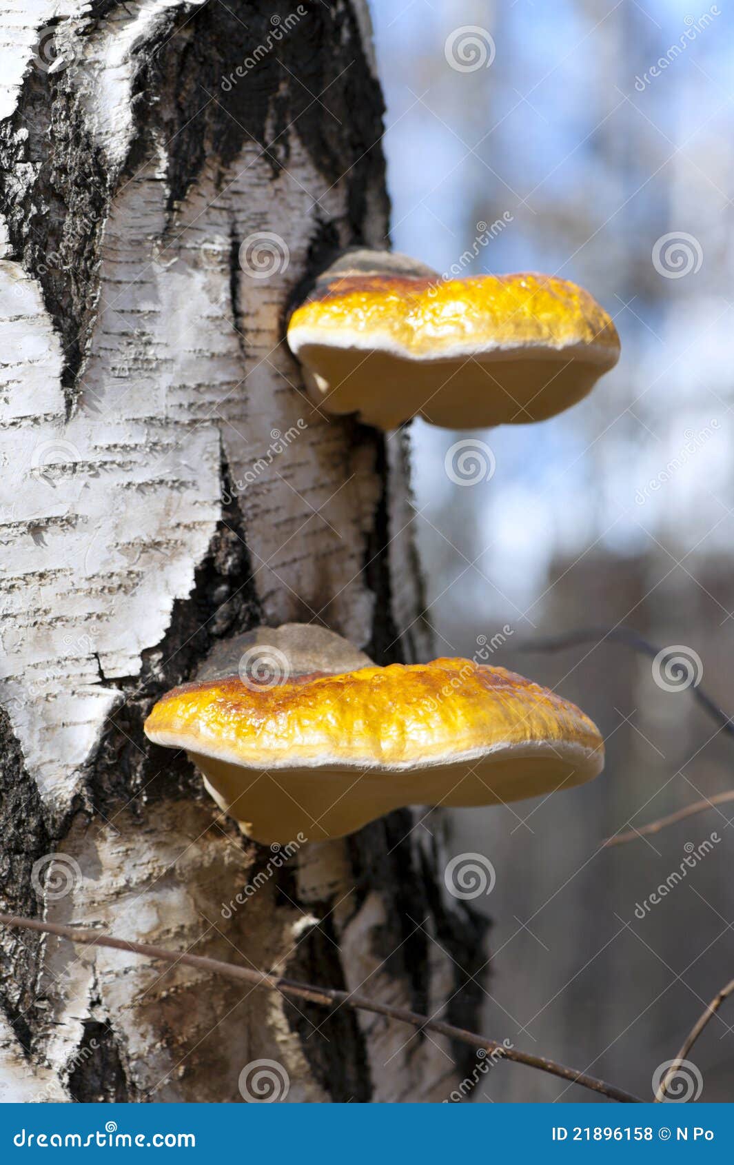 birch polypore mushrooms (piptoporus betulinus)