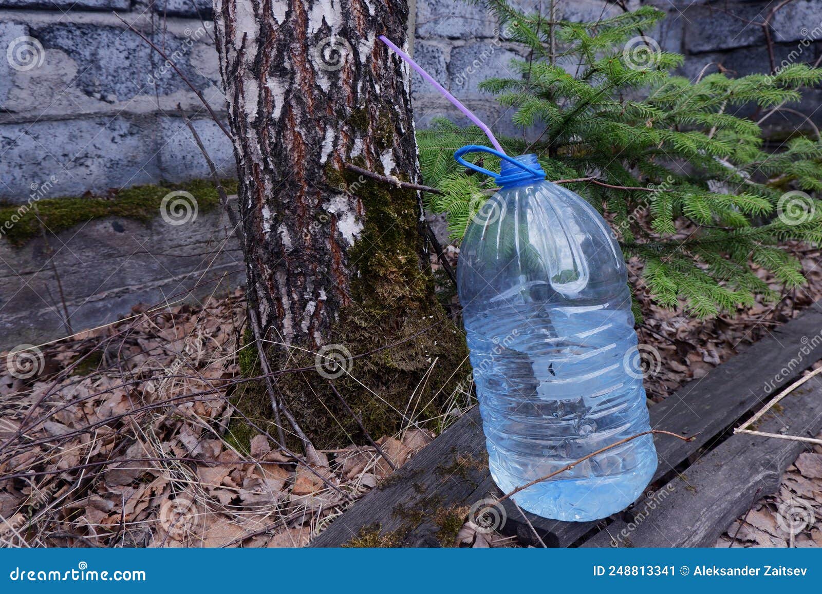 Birch Sap is Collected from Birch through a Plastic Bottle Tube Stock ...