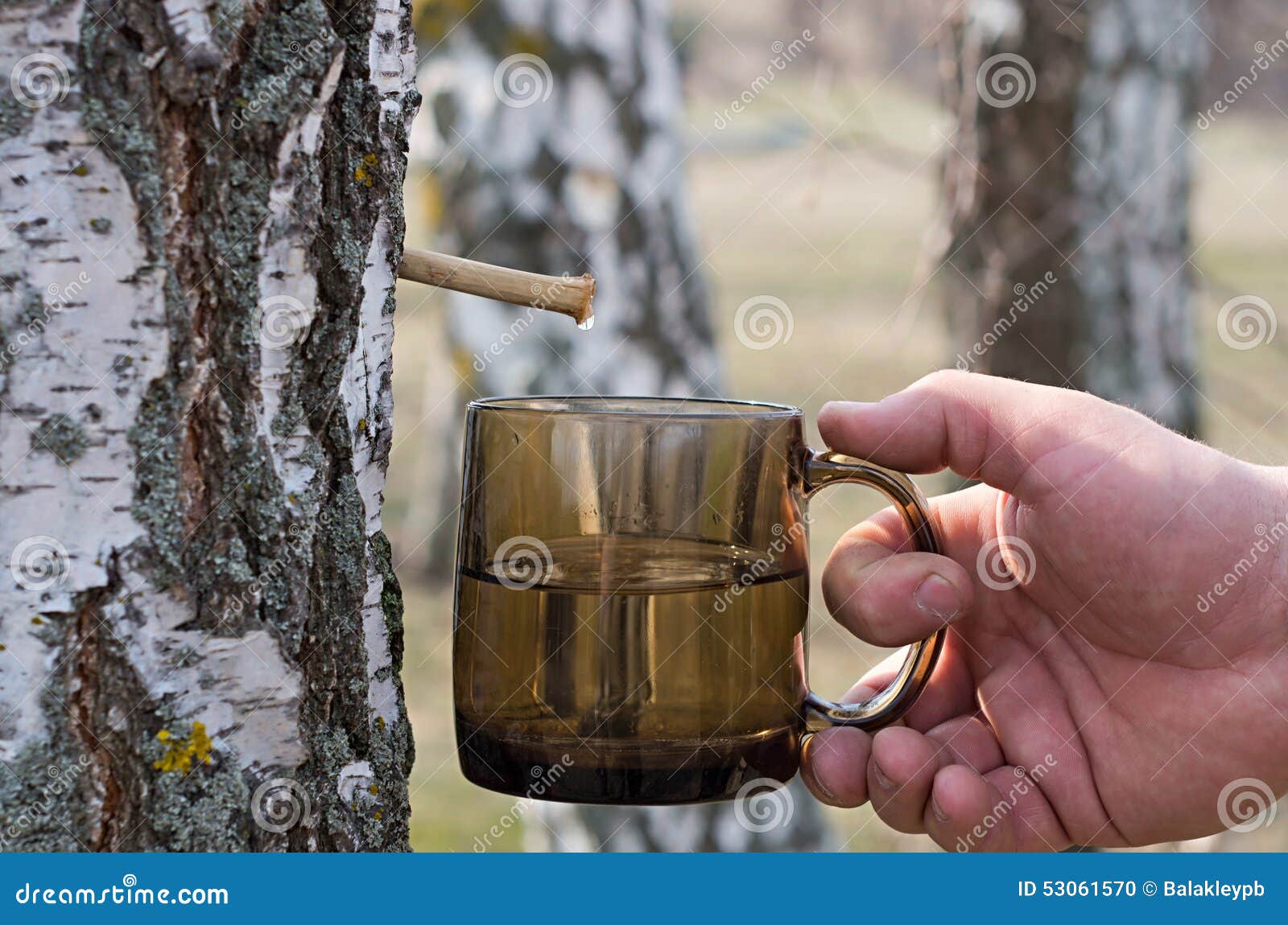 Birch sap stock photo. Image of bark, glass, park, march 53061570