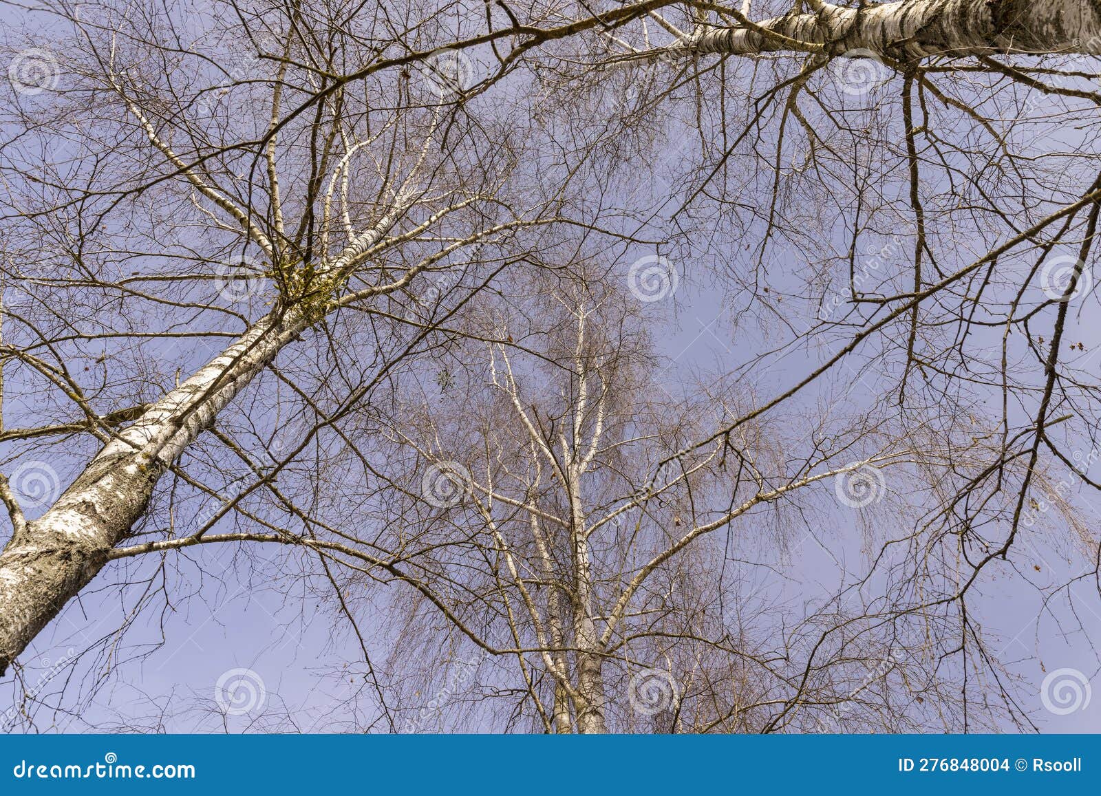 Birch Tree Branches in the Park in Spring Sunny Weather Stock Photo