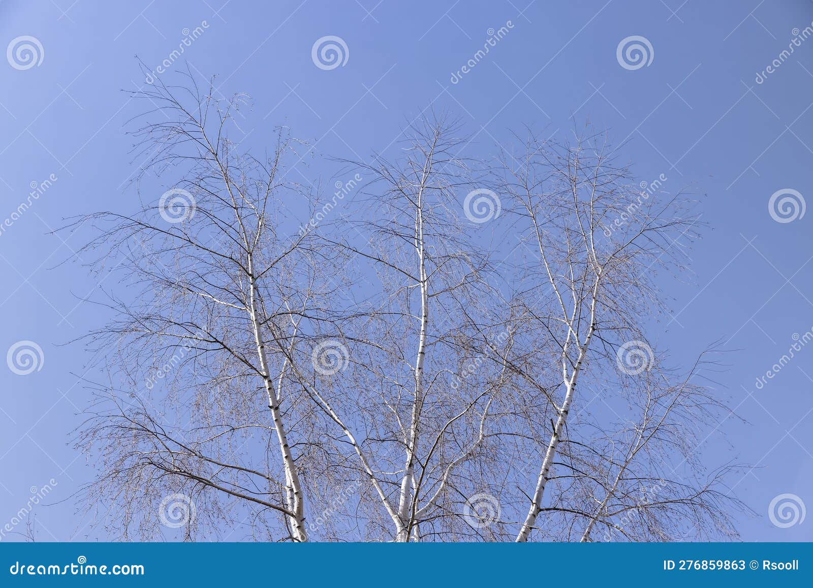 Birch Tree Branches in the Park in Spring Sunny Weather Stock Image