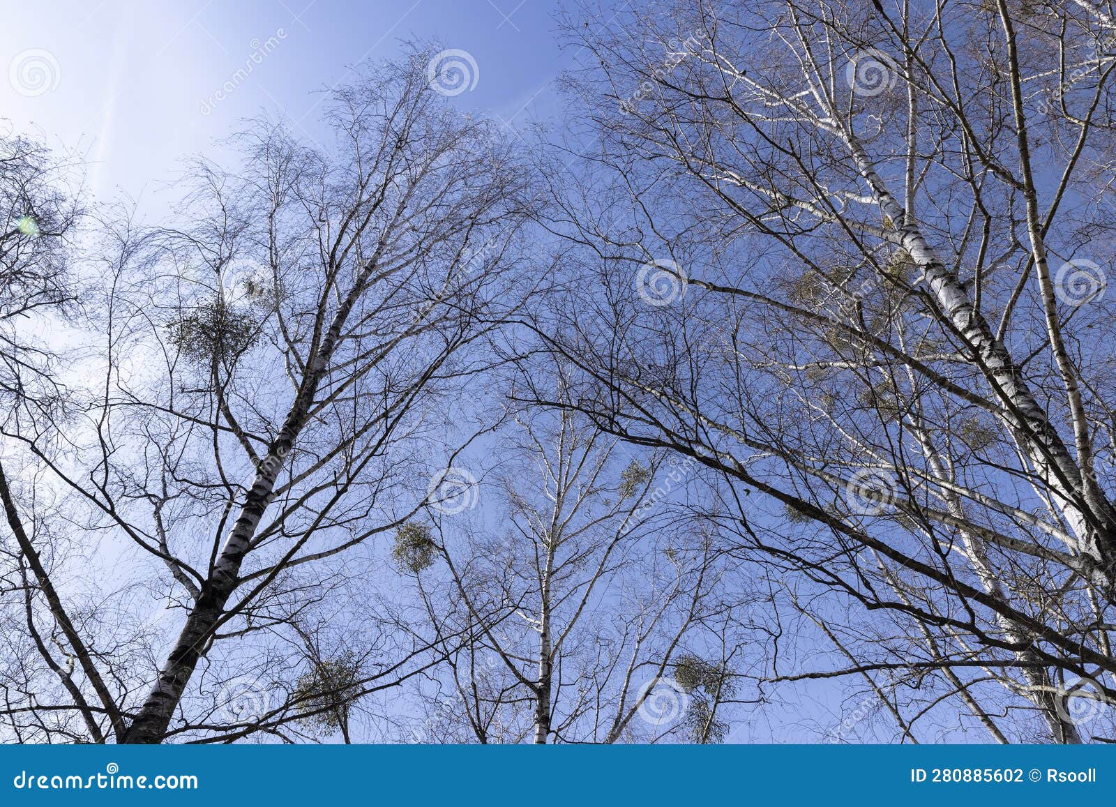 Birch Tree Branches in the Park in Spring Sunny Weather Stock Photo