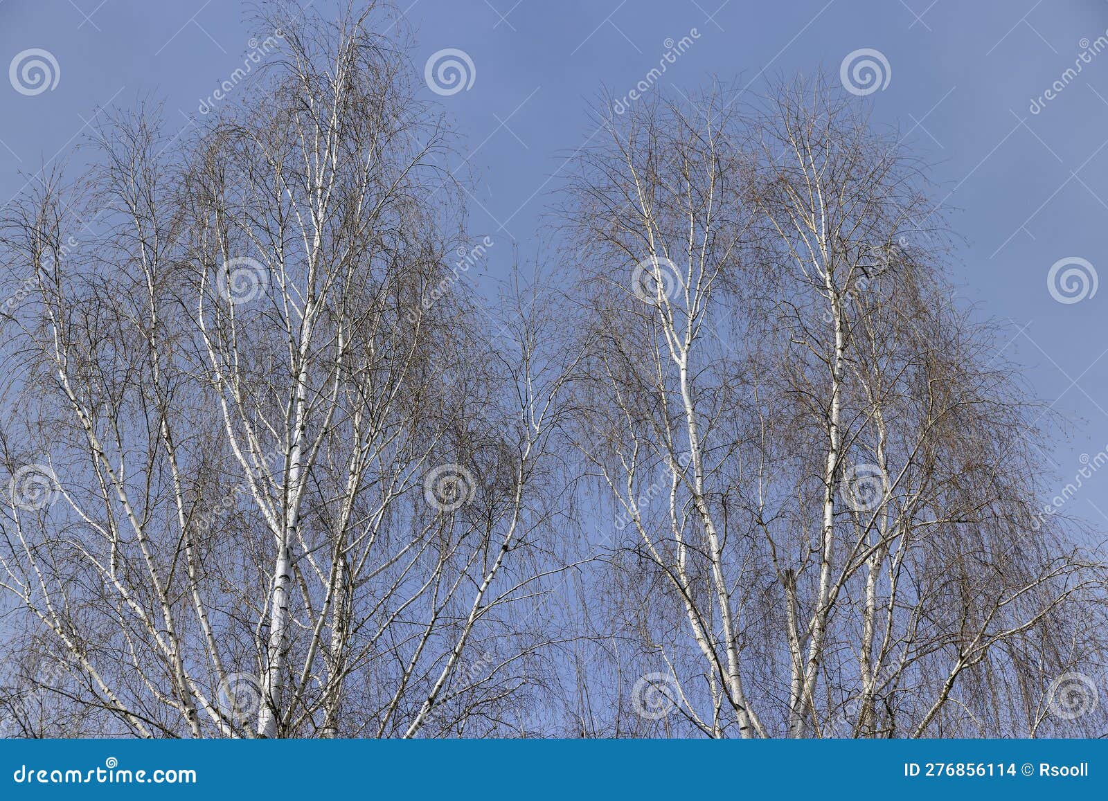Birch Tree Branches in the Park in Spring Sunny Weather Stock Photo