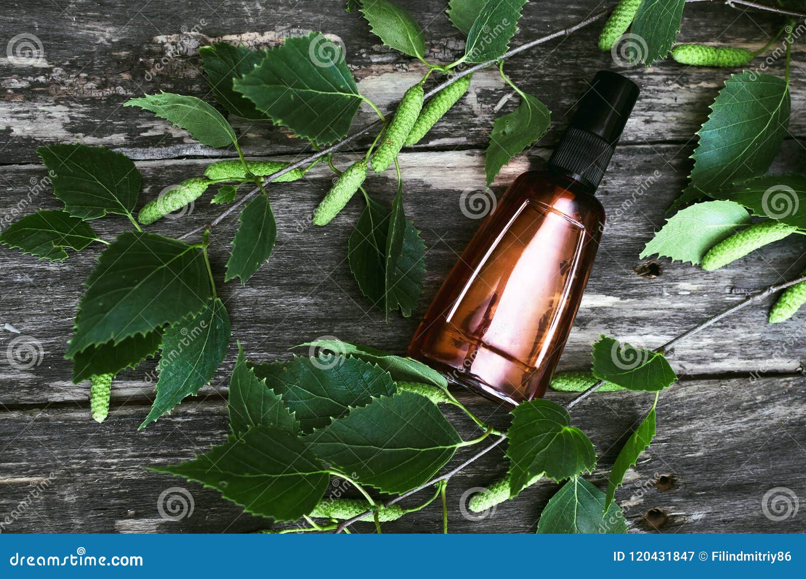 Birch Tree Essential Oil. Naturopathy. Stock Image Image of