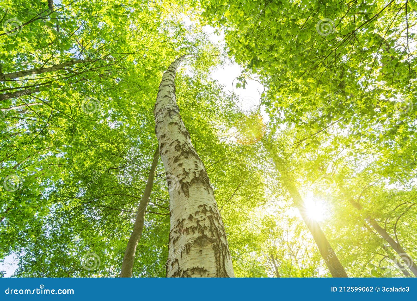 Birch Tree in the Fresh Green Forest in Spring with Scenic Sun Rays
