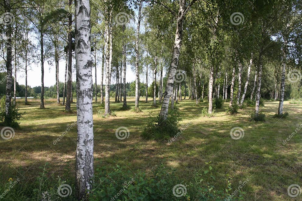 Birchtree grove stock image. Image of green, trees, birch 1080687