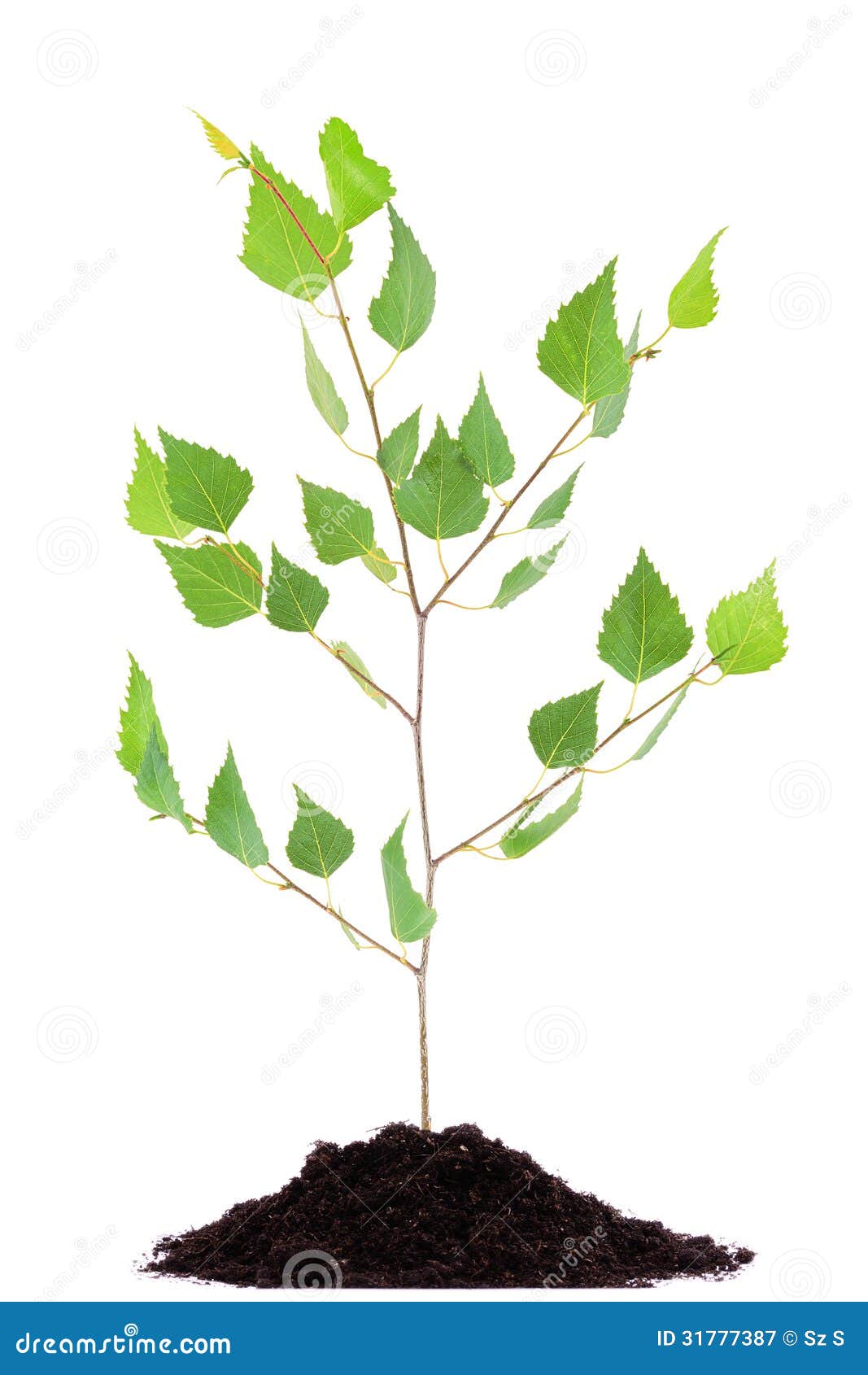 growing tree clipart - photo #38