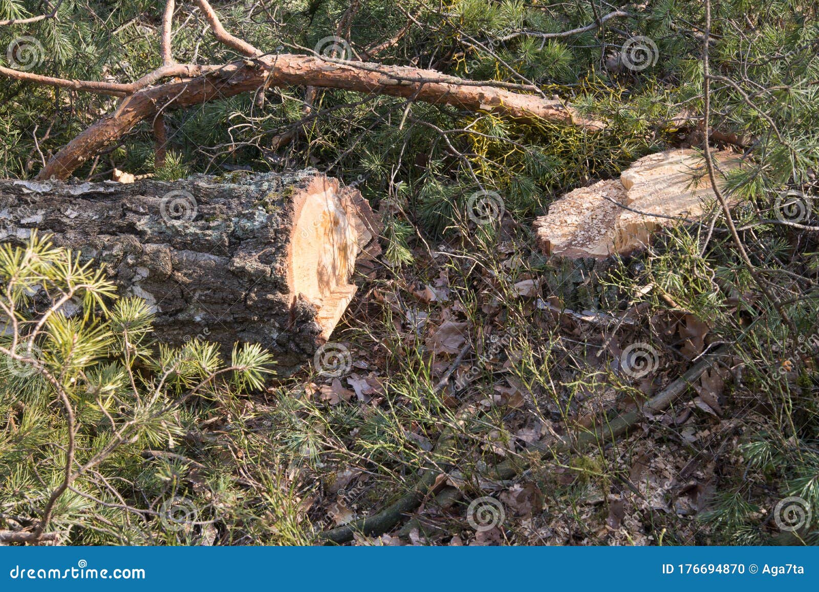 Birch tree logs stock photo. Image of lumber, cutting 176694870