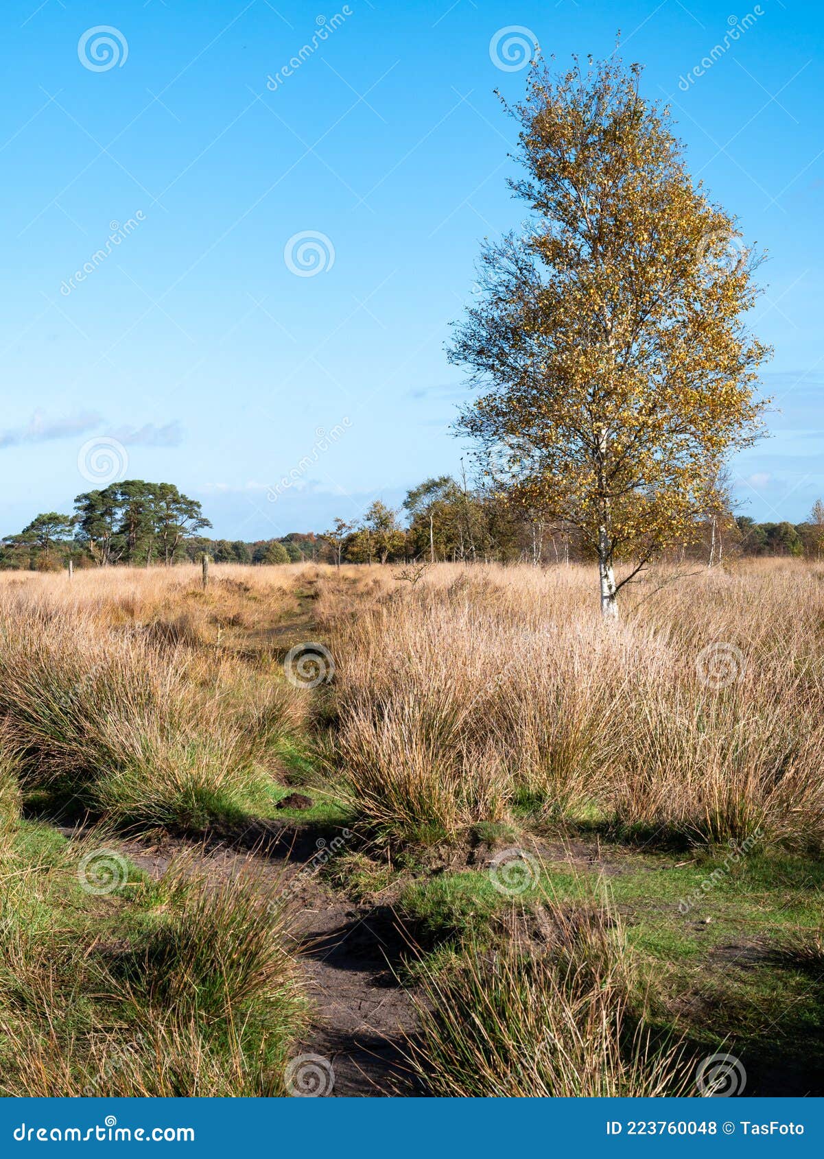 birch tree and path in heathland of nature reserve dwingelderveld, drenthe, netherlands
