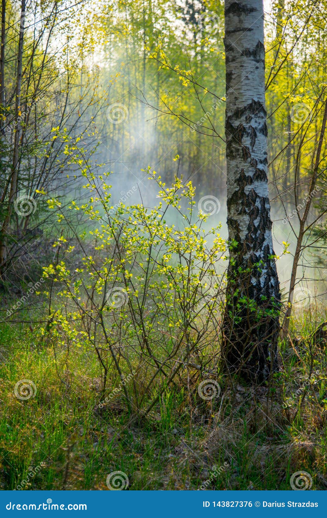 Birch tree in a sun stock photo. Image of environment 143827376
