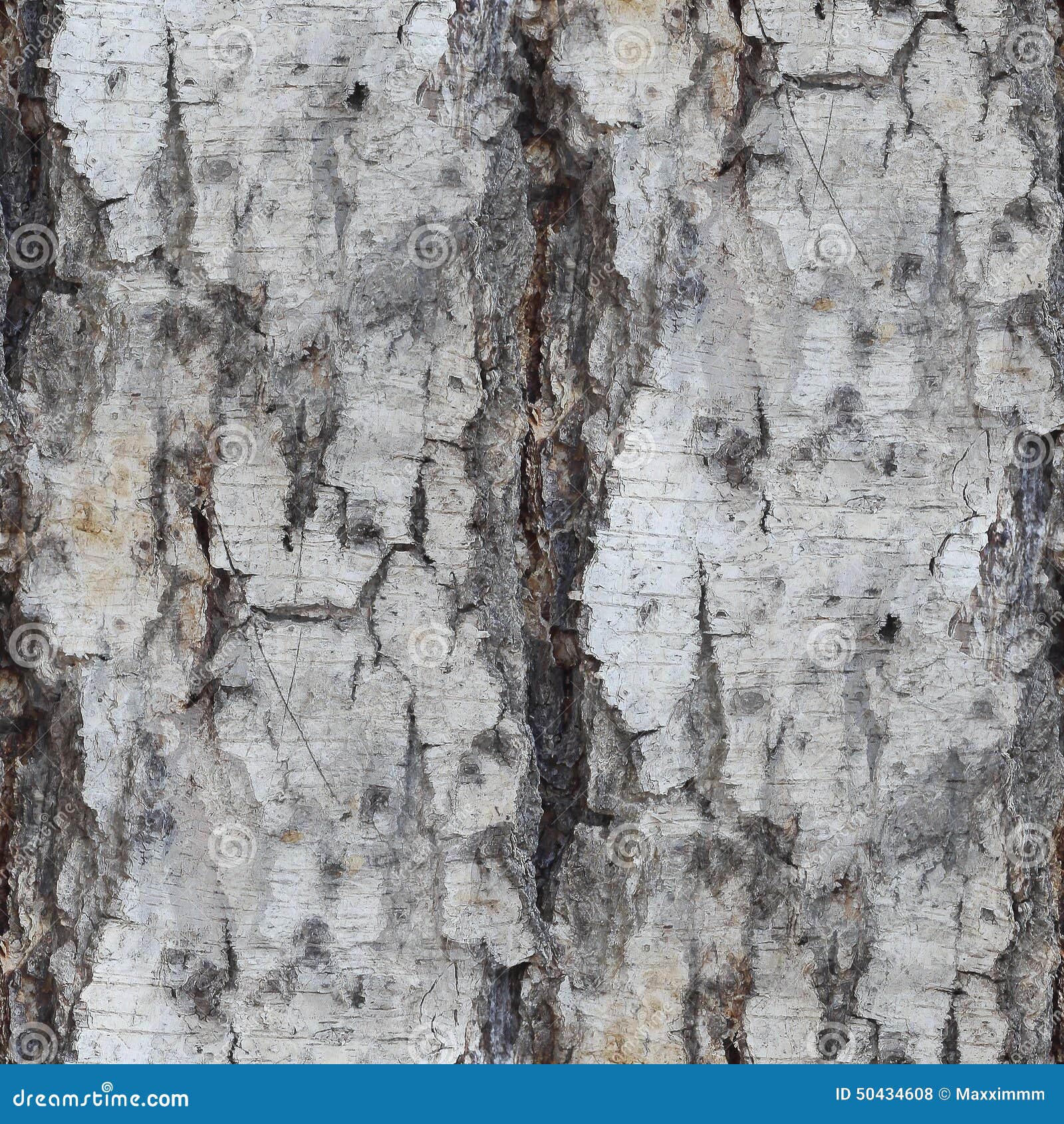 Bark details of birch tree  Tree wallpaper bedroom, Birch tree wallpaper,  Tree wallpaper texture