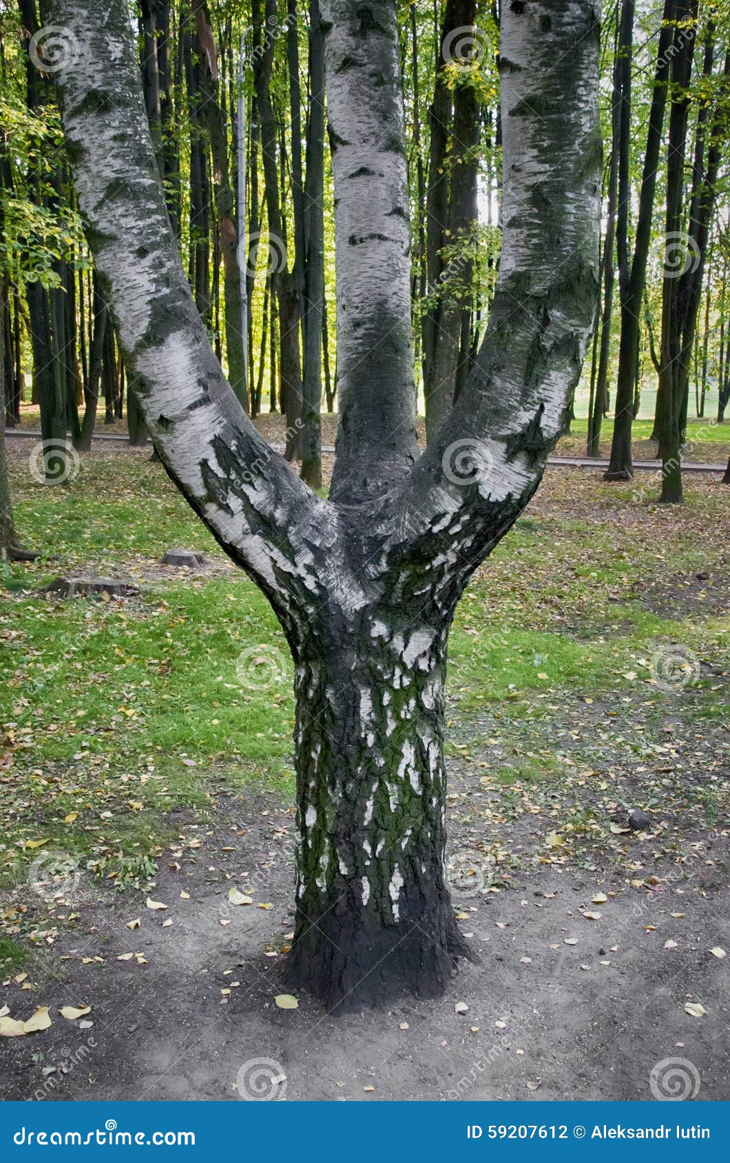 A Birch Tree with Three Trunks Stock Photo Image of brown, moss 59207612