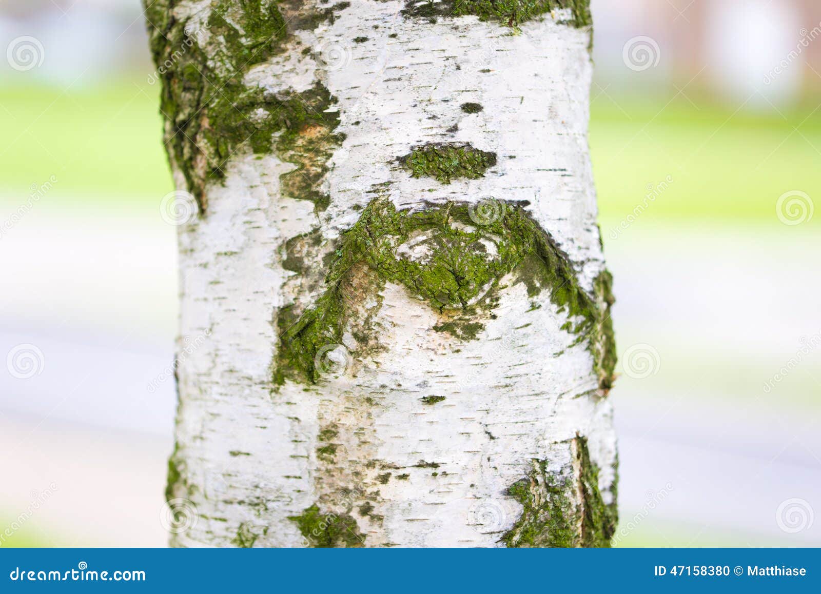 Birch tree trunk stock photo. Image of closeup, green 47158380