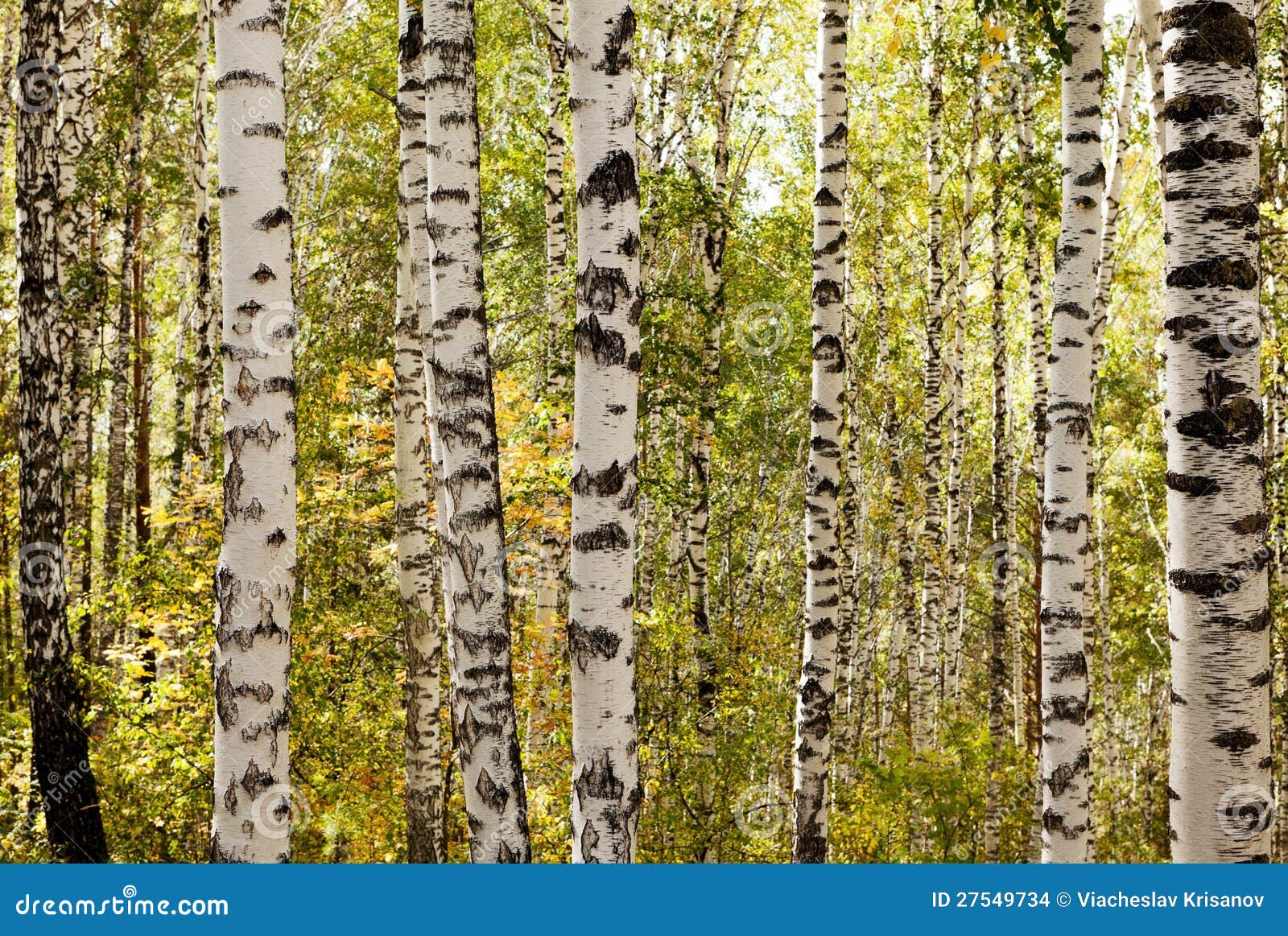 Birch trees stock photo. Image of forest, scenics, growth 27549734