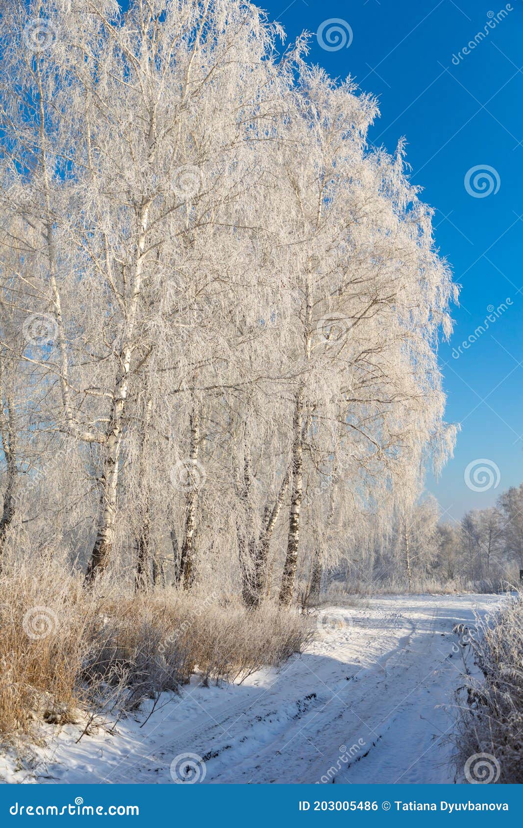 Birch Trees Are Covered With Hoarfrost And Snow Against A Blue Sky