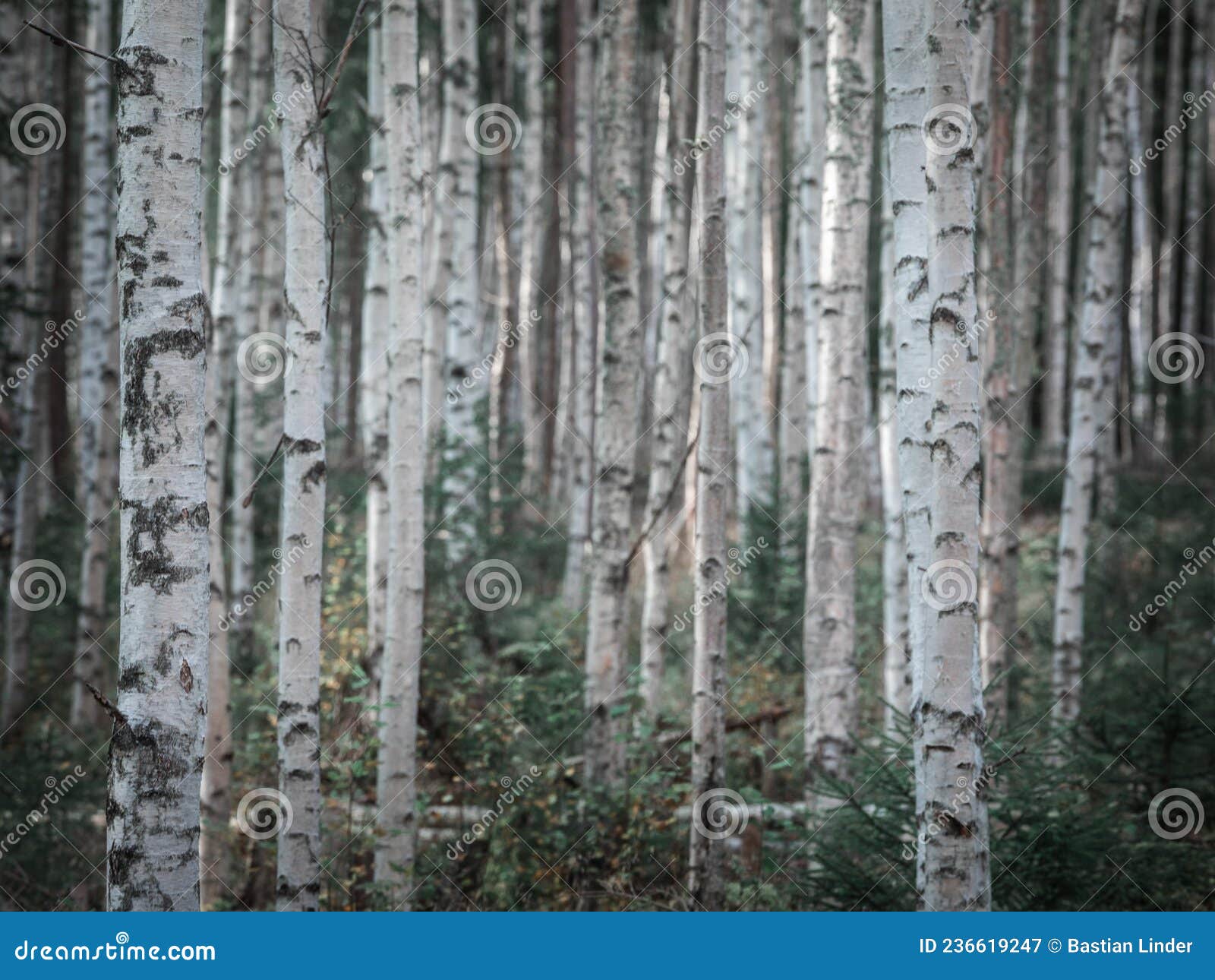 birch trees in the forest at lake siljan in dalarna, sweden