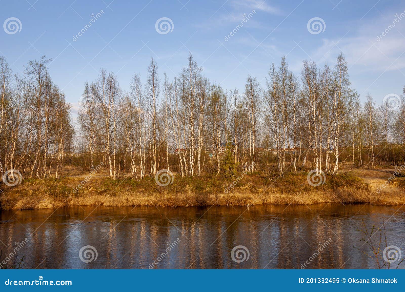 birch trees without leaves in early spring. small river flow across forest with light in sundown lights. march