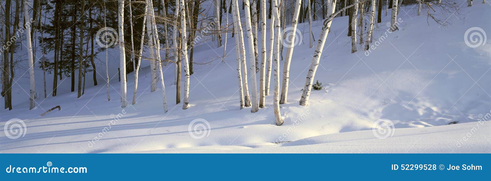 birch trees in the snow, south of woodstock, vermont