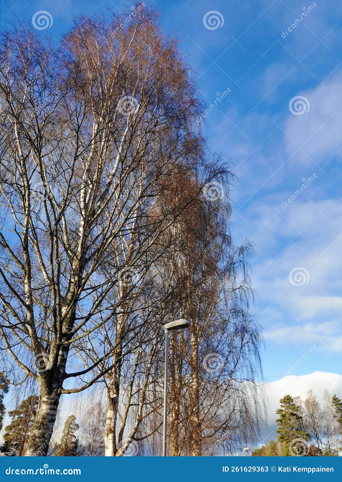 Birch Trees and Street Lights in Fall Stock Image Image of lights