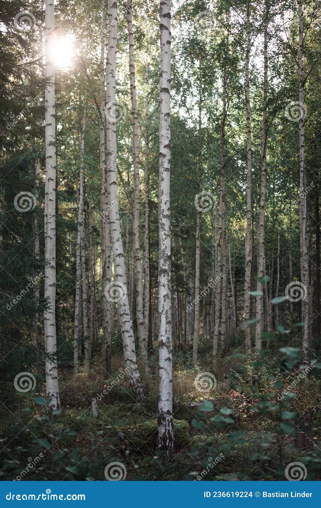 birch trees in the forest at lake siljan in dalarna, sweden