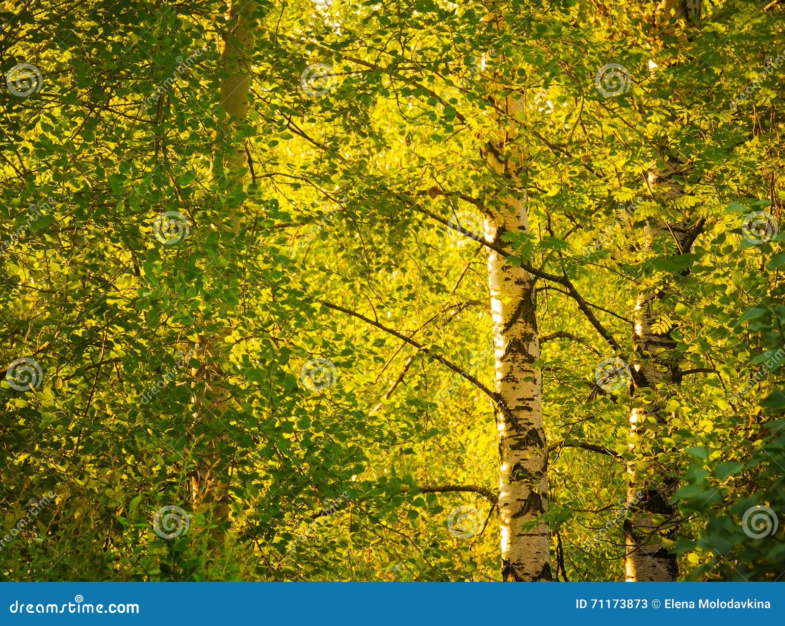 Birch Trees Under Bright Sun Stock Image Image of tree, dark 71173873