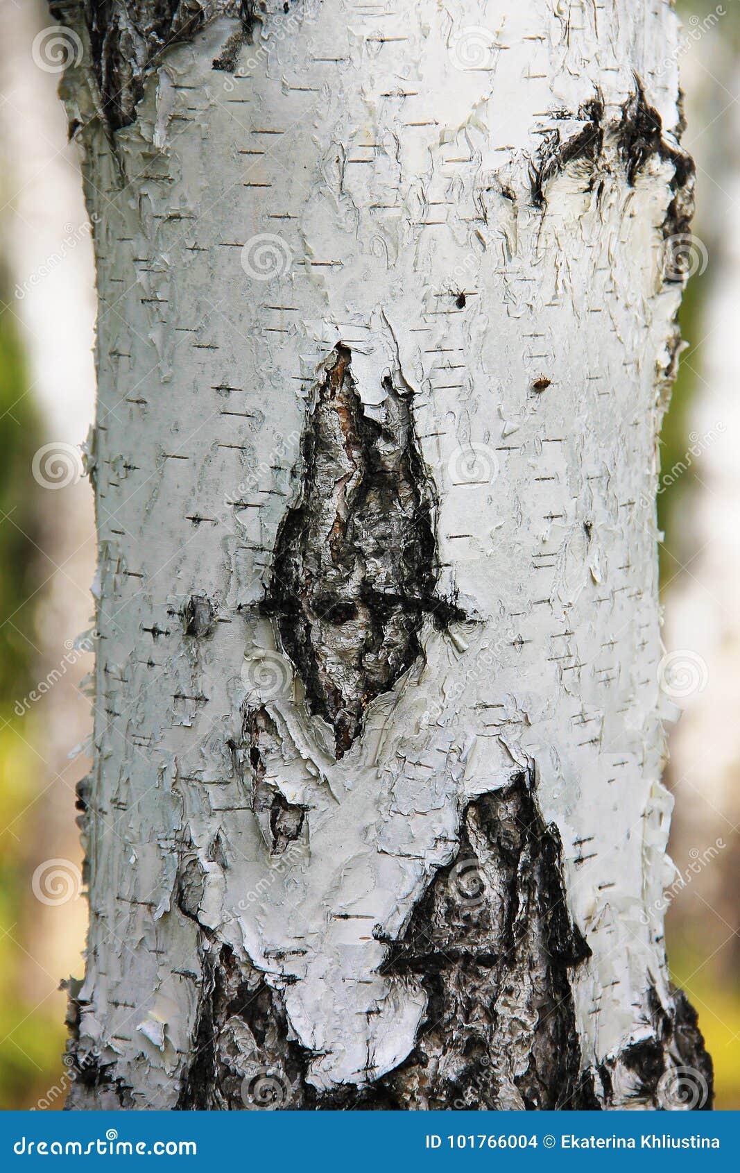 birch: white trunk with black stripes. beautiful russian tree.