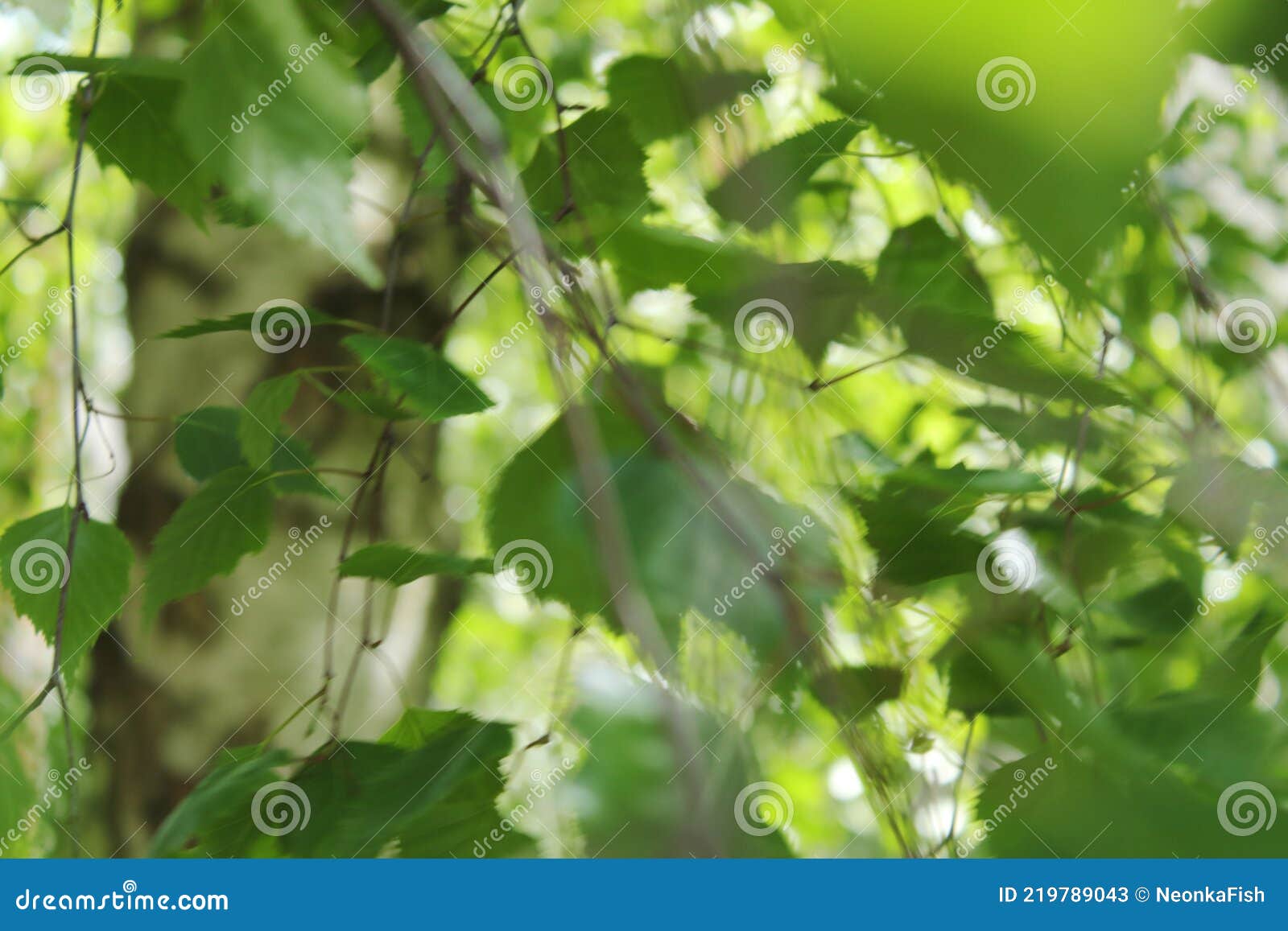 birch leaves in the wind