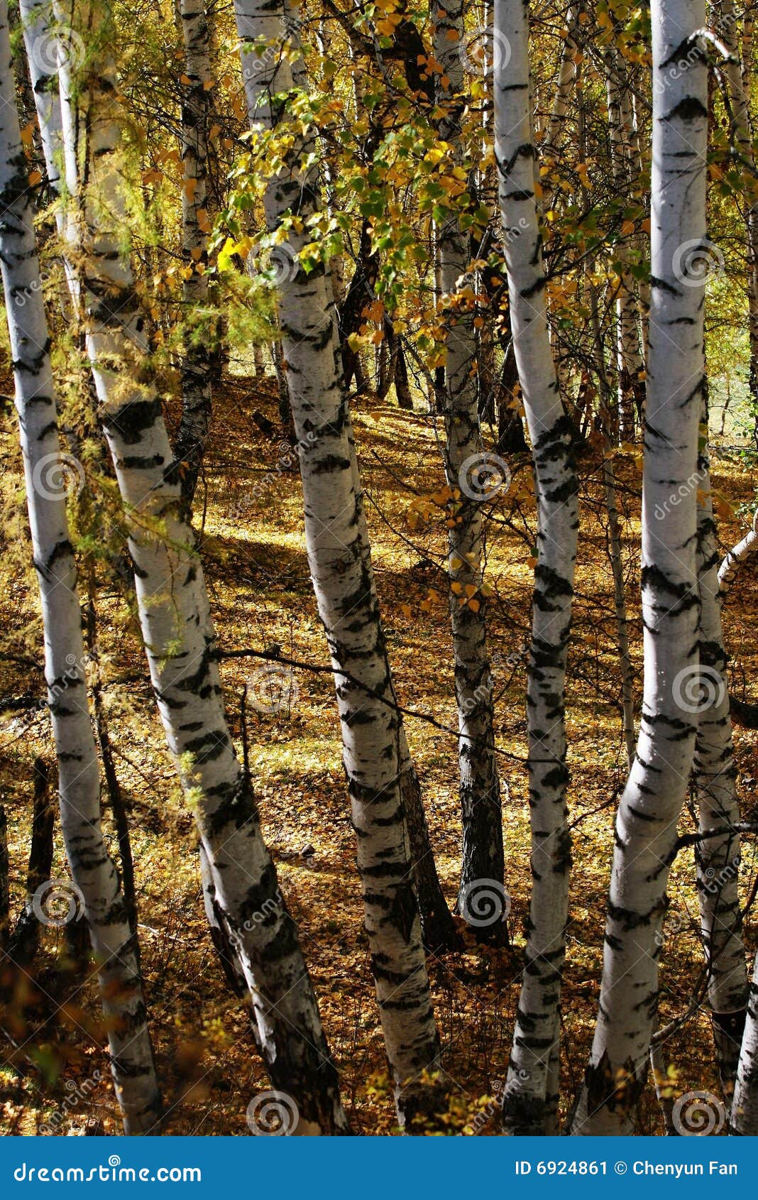 Birch wood forest stock image. Image of cloud, cloudy 6924861