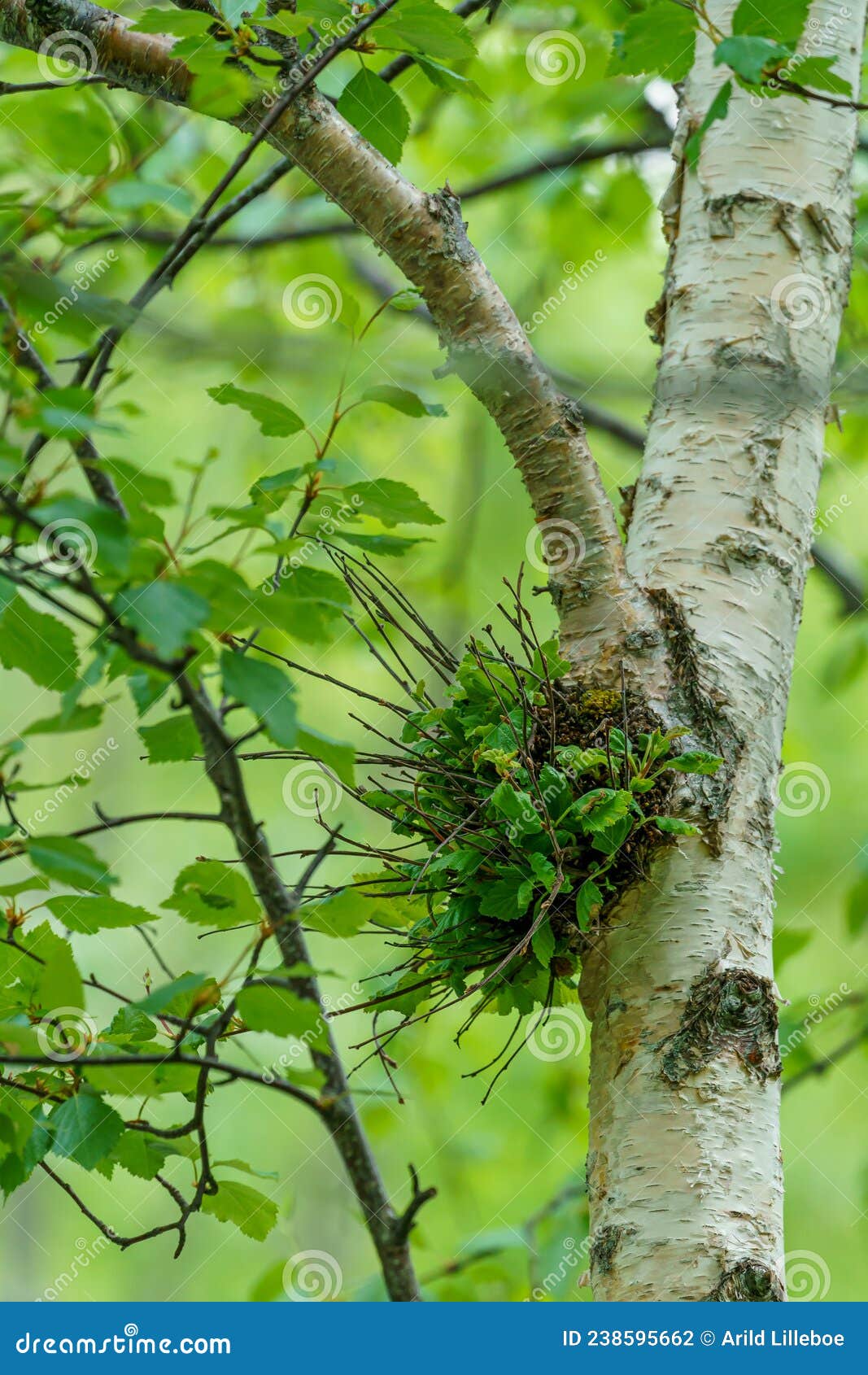 Birch wood in the forest stock photo. Image of nature 238595662