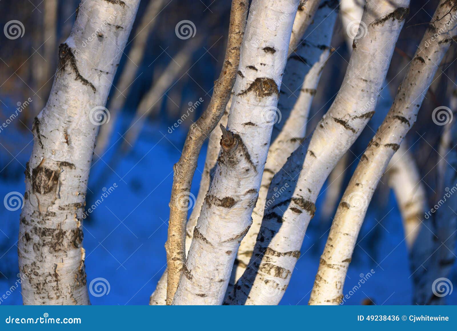 The birch wood stock photo. Image of branches, scenic 49238436