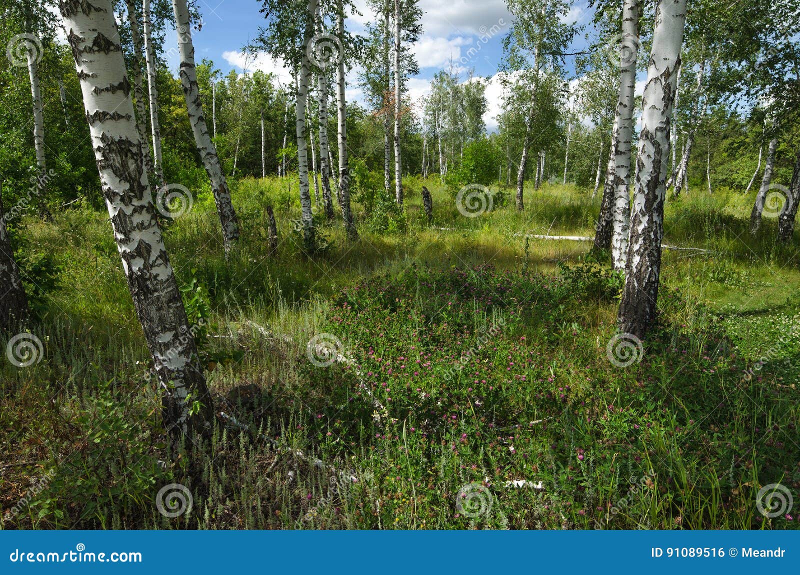 Birch wood in summer stock photo. Image of forest, environment 91089516