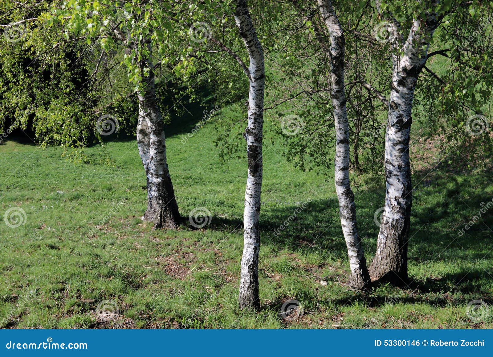 birches