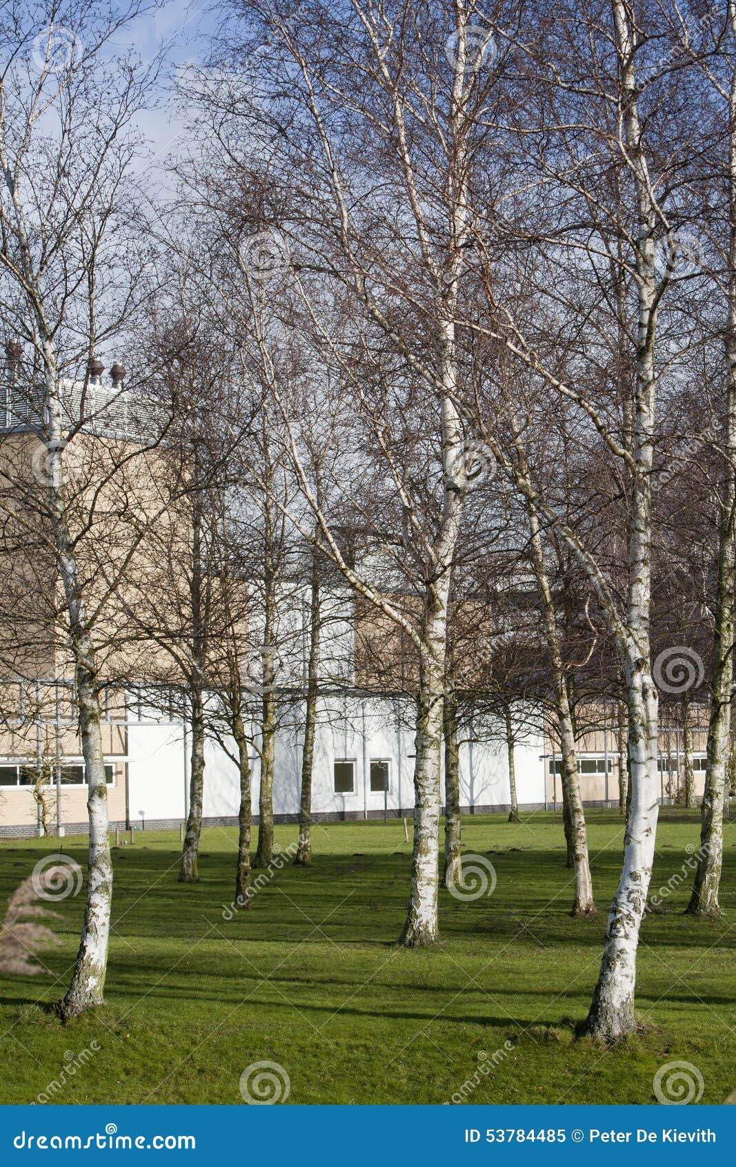 Birches in an Industrial District Stock Image Image of tree