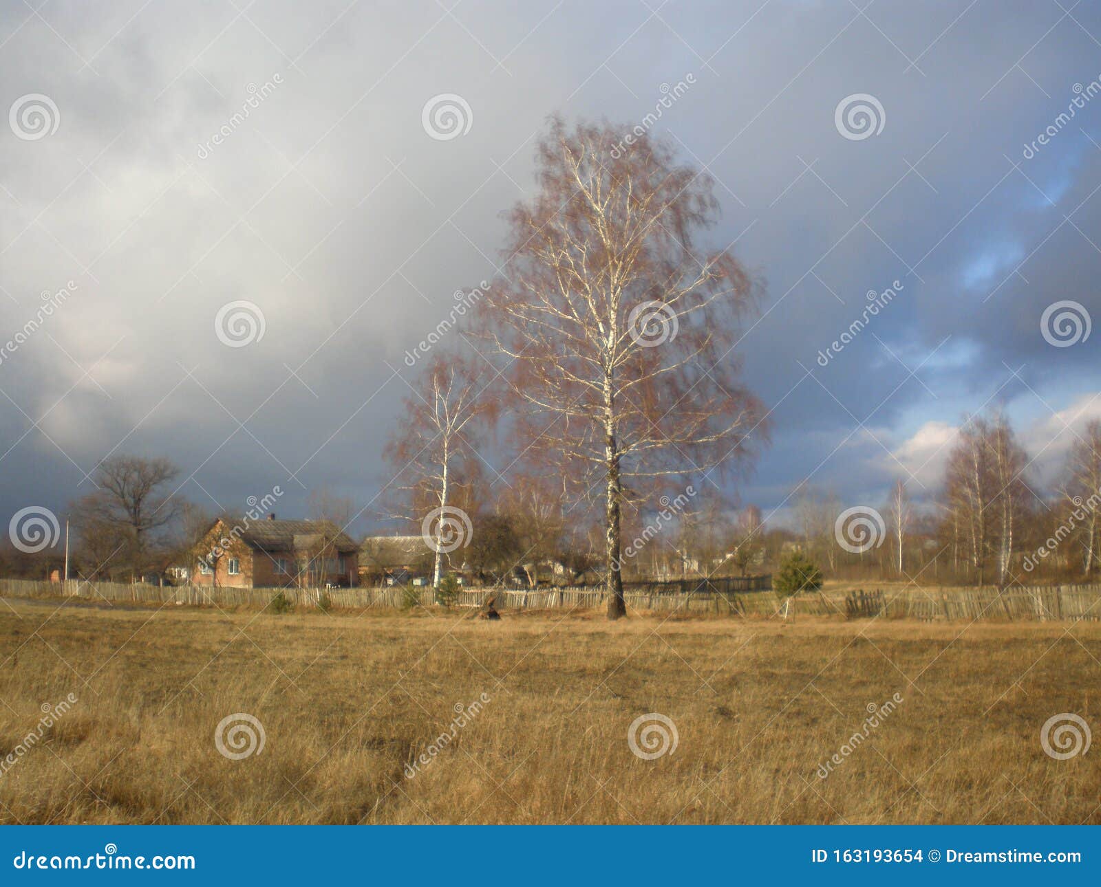 birchs in the foreground,birch forest,forest  behind row of trees, contry house and fence, autumn, tree shadows