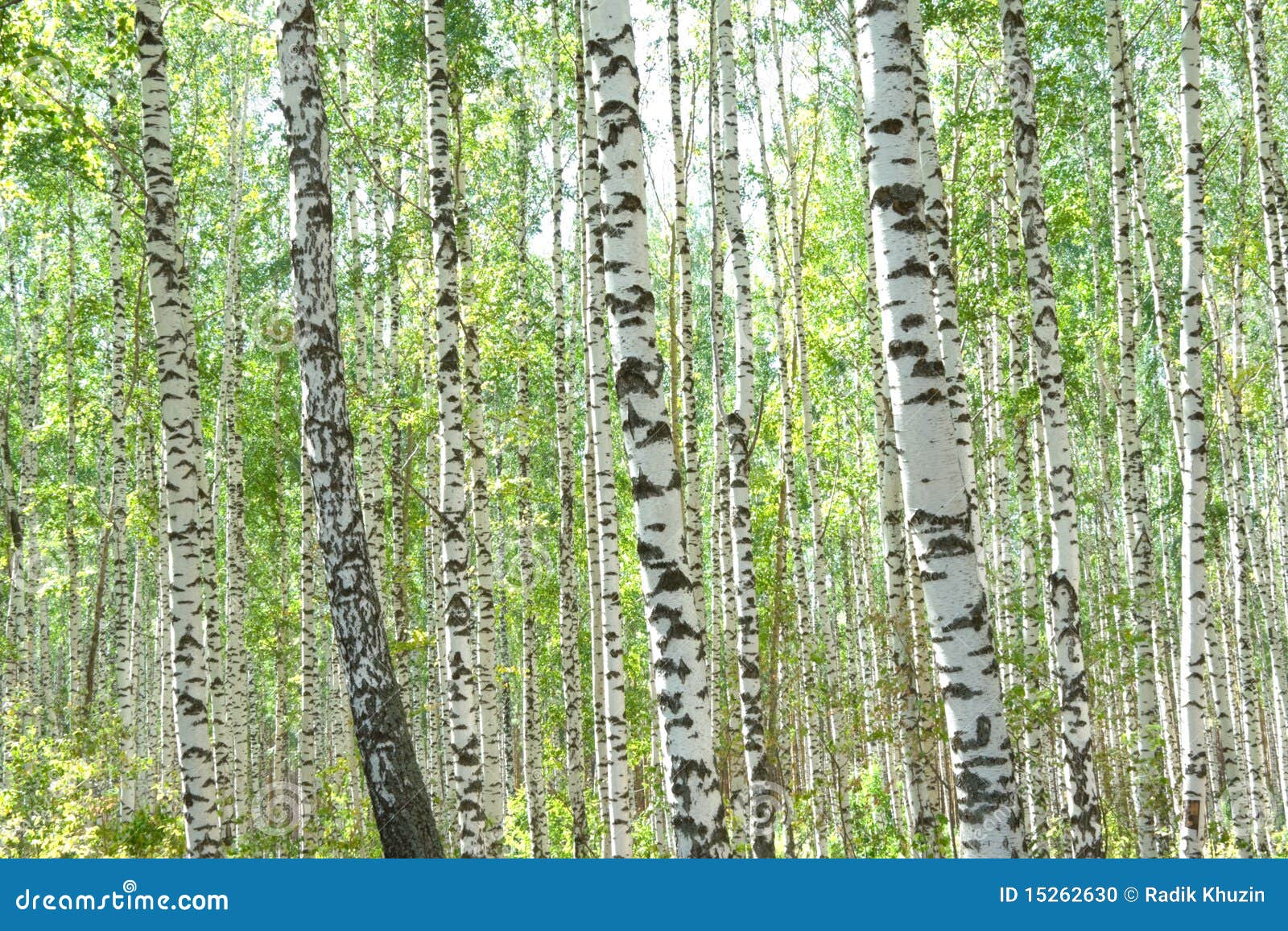 Birchwood stock photo. Image of park, nature, grove, woods 15262630