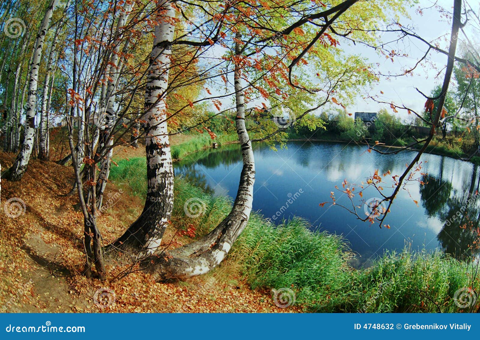 Birchwood on Coast of Lake. Stock Photo Image of multi, beauty 4748632