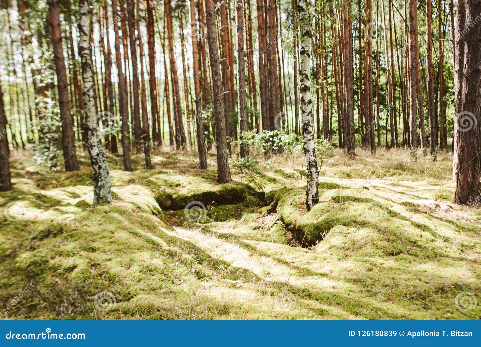 Birchwood Forest stock image. Image of moss, birchtree 126180839