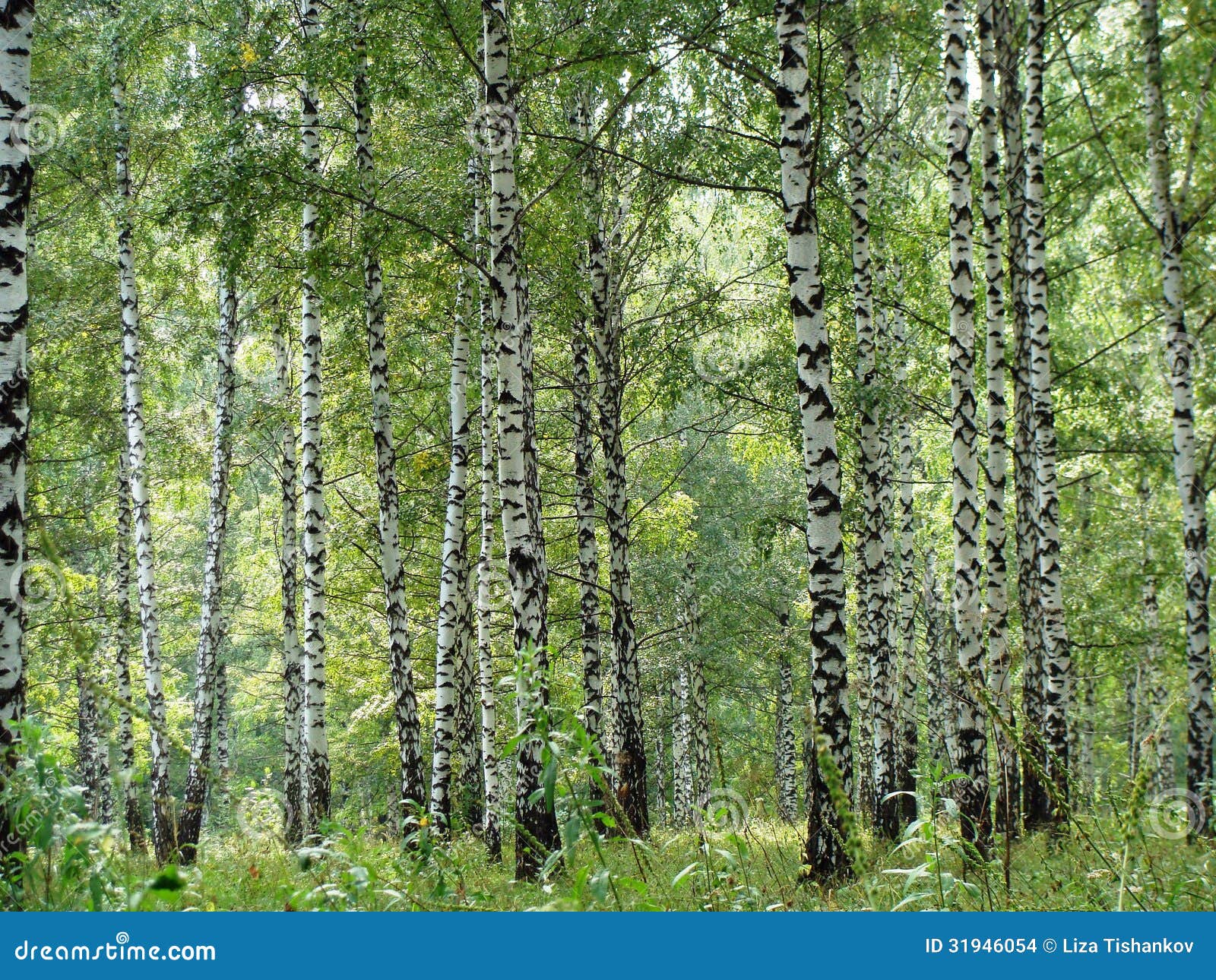 Birchwood stock photo. Image of greenery, leaf, forest 31946054